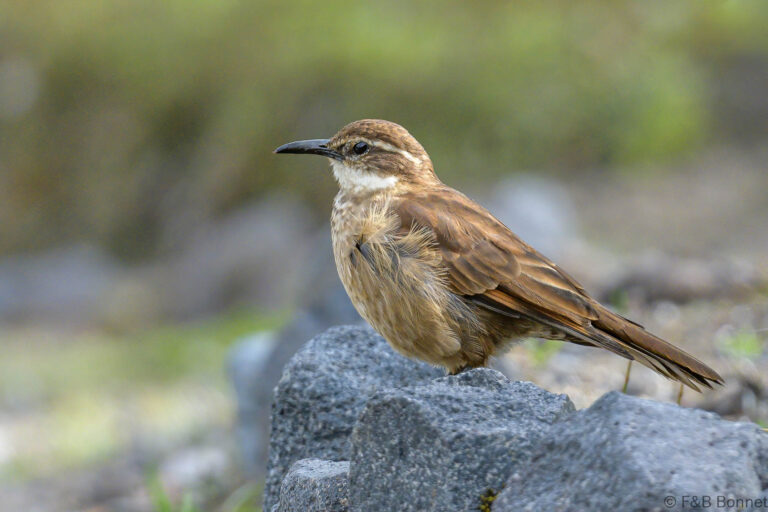 Stout billed cinclodes ecuador 1