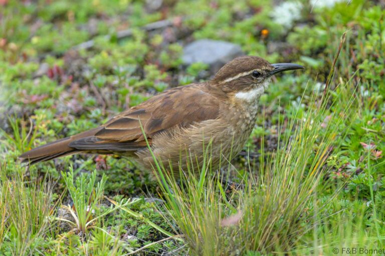 Stout billed cinclodes ecuador 2