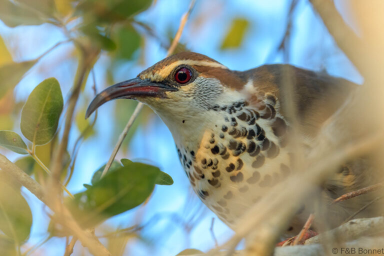 Subdesert mesite madagascar 1