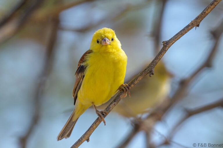 Sudan golden sparrow senegal 1