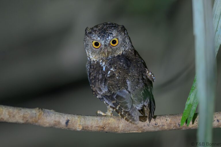 Sulawesi scops owl indonesia 2