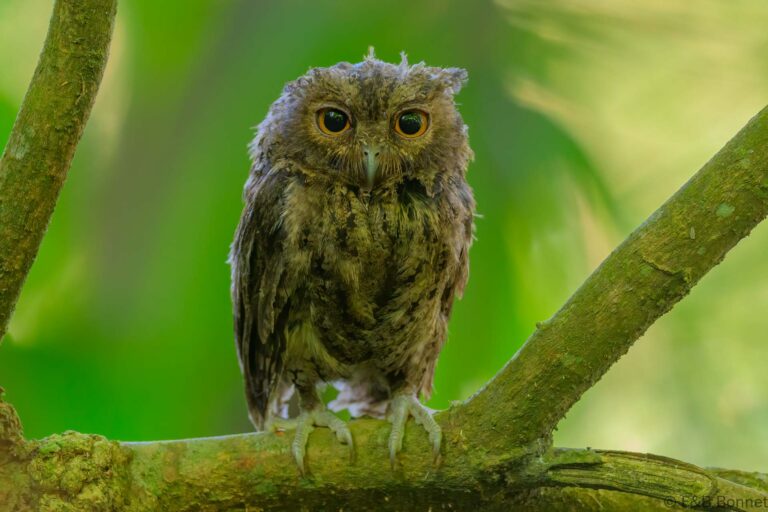Sunda scops owl indonesia 2