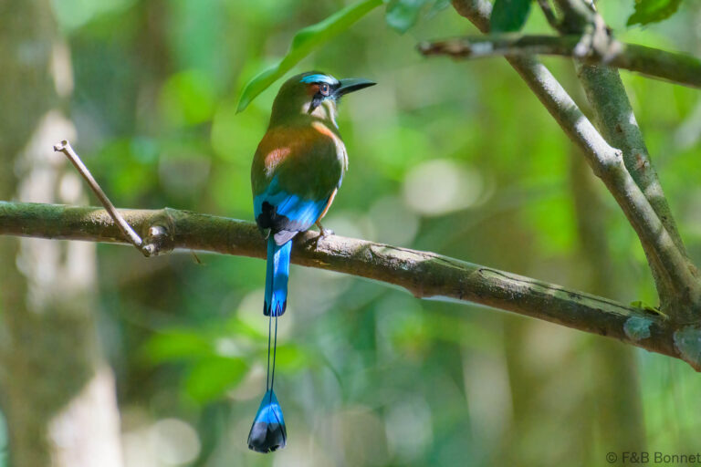 Turquoise browed motmot costa rica 1
