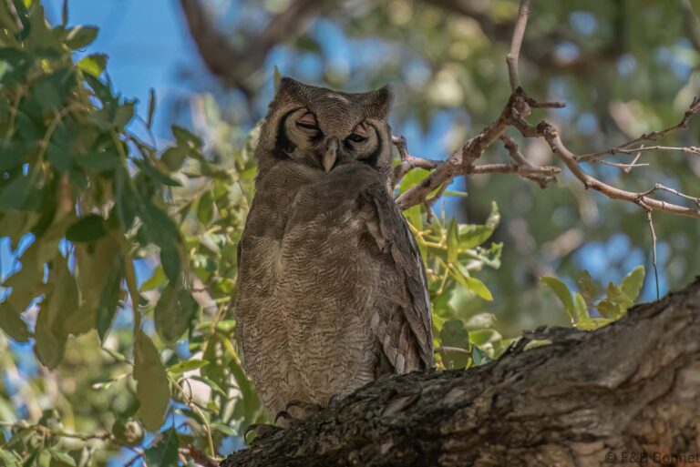 Verreaux's (giant) eagle owl botswana 1
