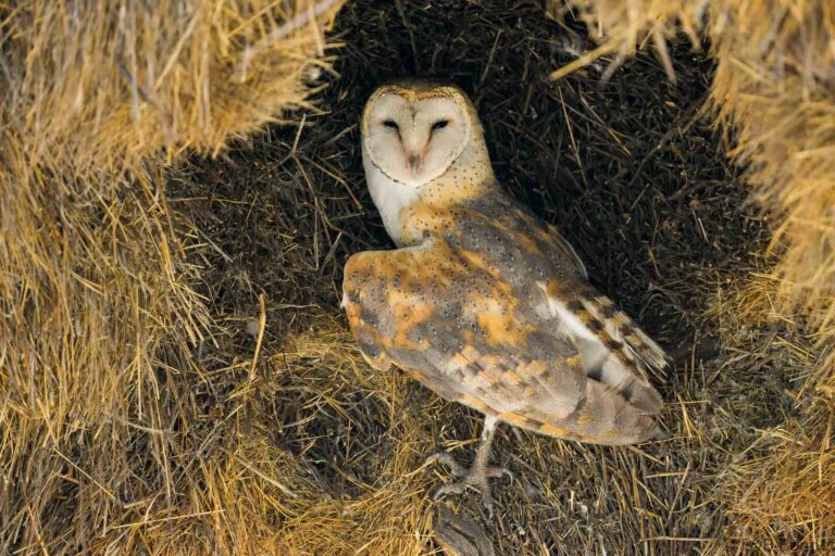 Western barn owl south africa 1