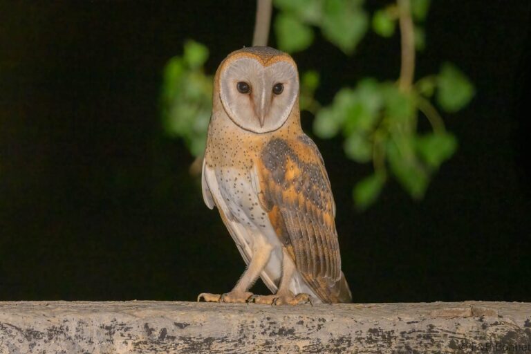Western barn owl south africa 2