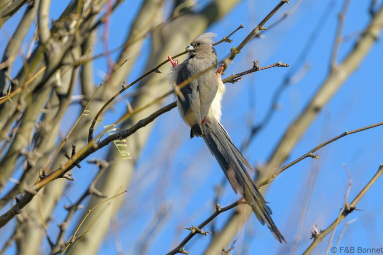 White backed mousebird south africa 1