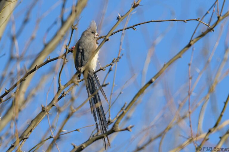 White backed mousebird south africa 2