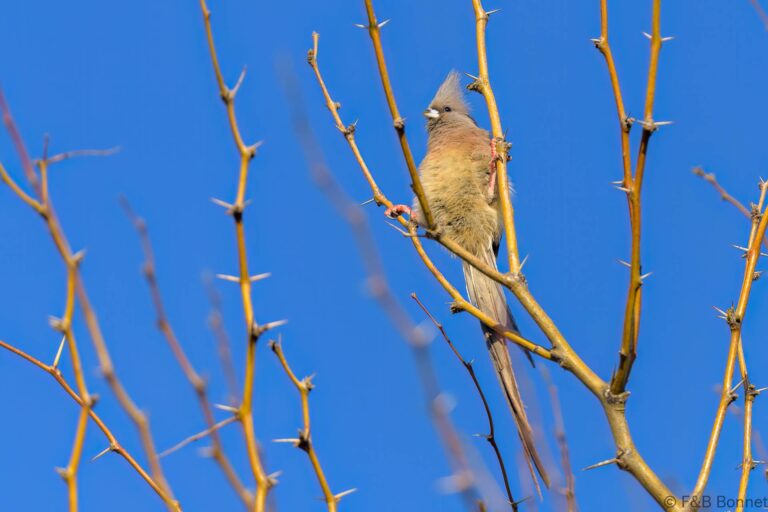 White backed mousebird south africa 4