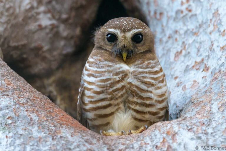 White browed owl madagascar 1