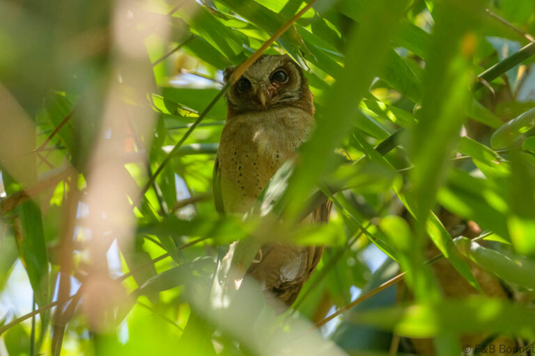 White fronted scops owl thailand 1