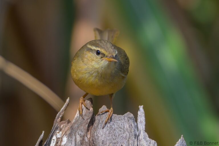 Yellow streaked warbler china 1