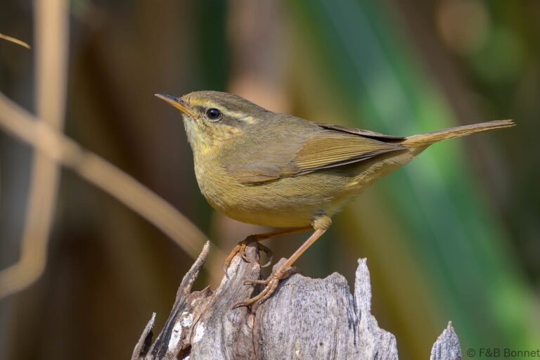 Yellow streaked warbler china 2