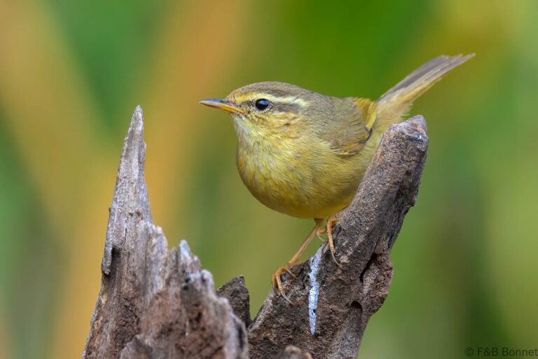 Yellow streaked warbler china 3