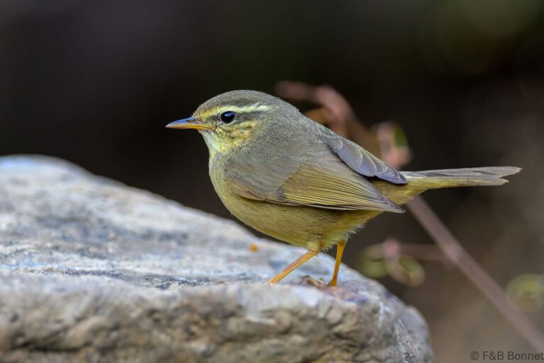 Yellow streaked warbler china 4
